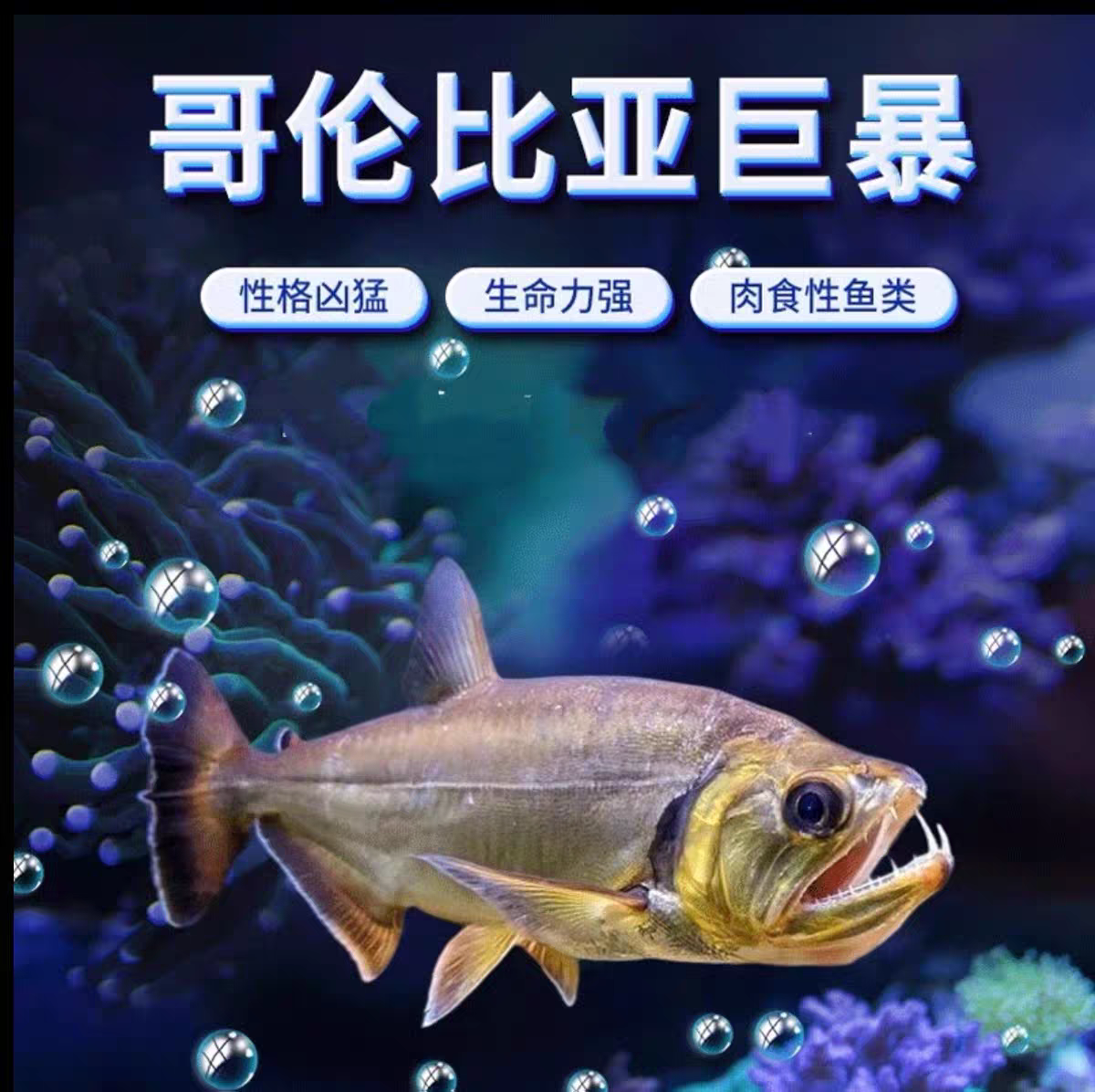哥伦比亚巨暴鱼暴牙鱼巨爆鱼猛鱼加拉辛鱼龙鱼配鱼大型热带活体鱼