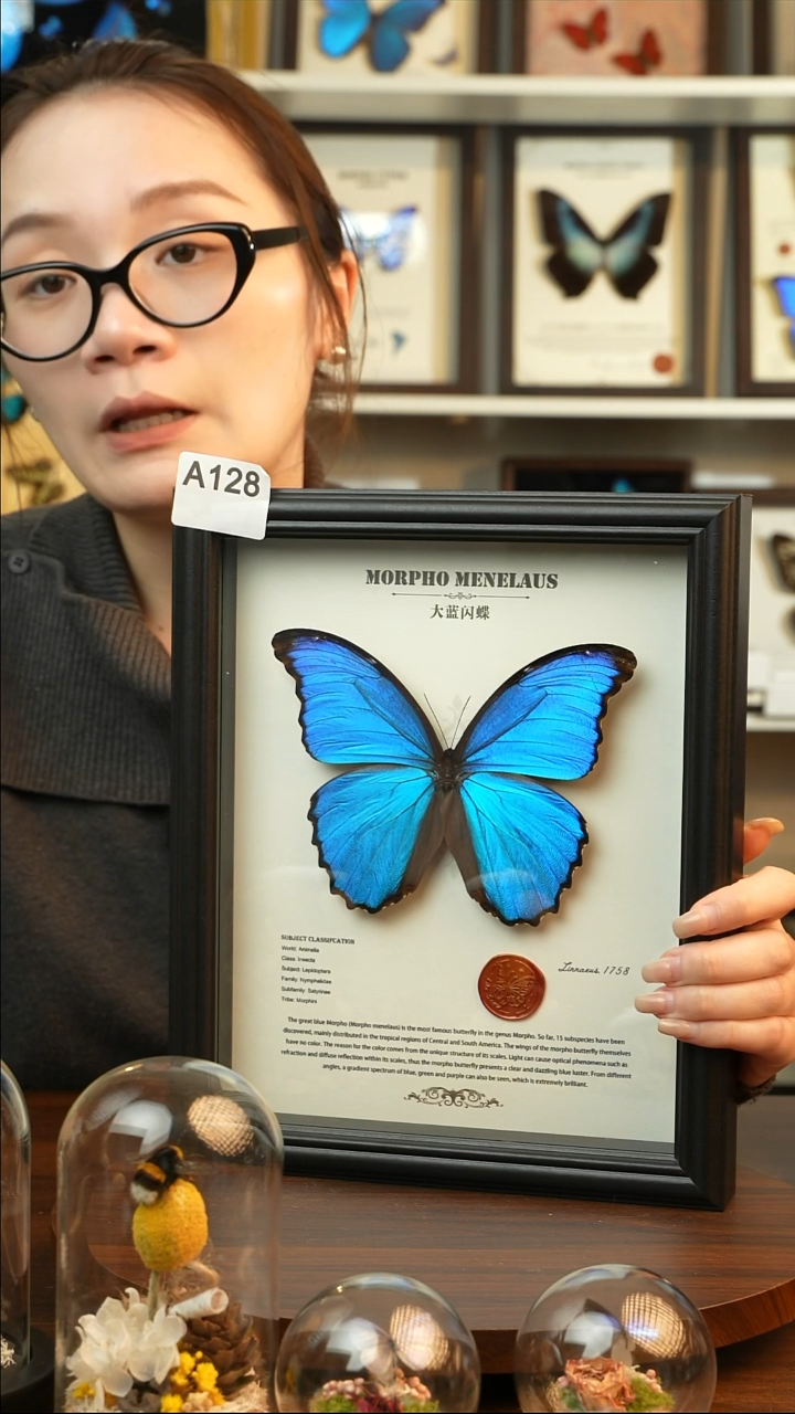 大蓝闪蝶-英文（10寸欧式黑框）A128