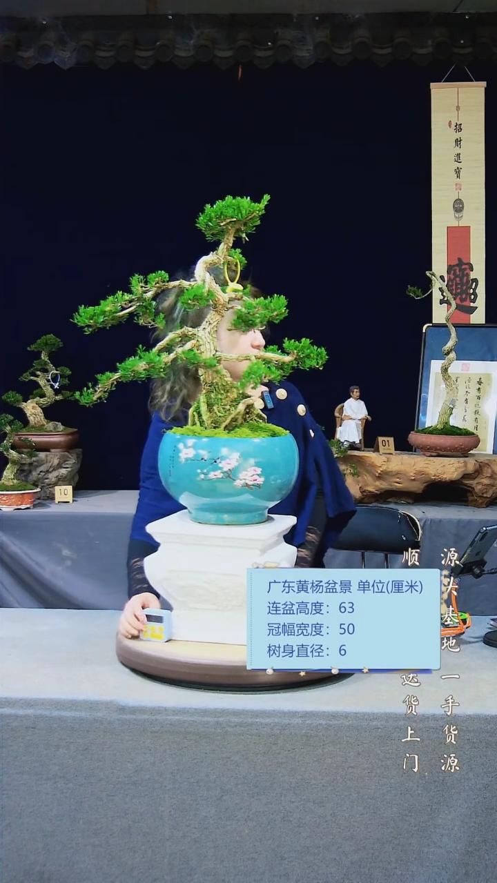 【闪购商品】黄杨盆景黄杨盆景