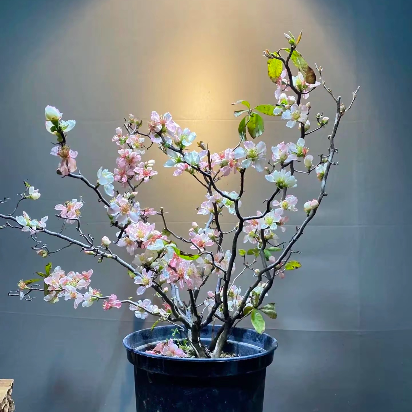 复色云龙海棠绿植海棠盆景海棠花盆栽长寿宝海棠客厅室内