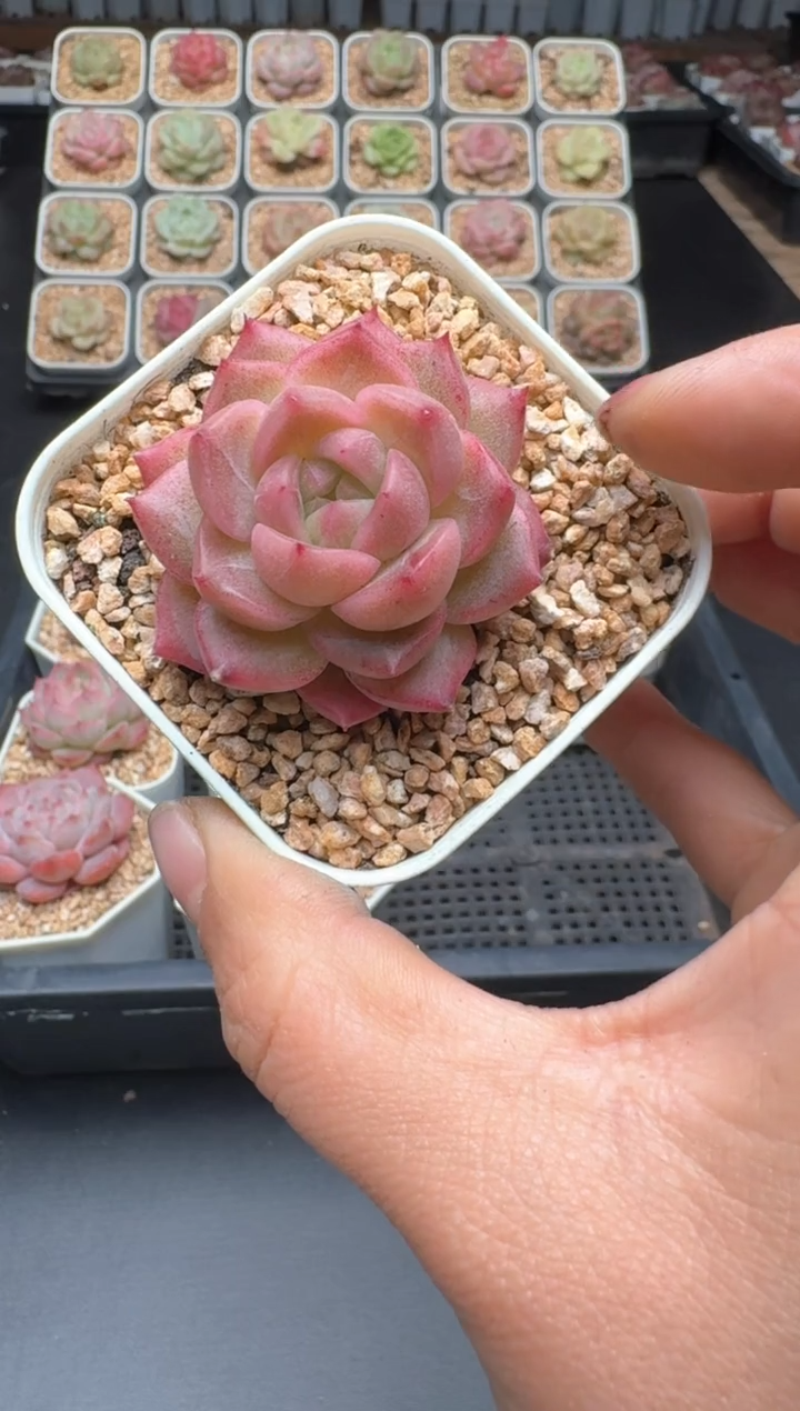 【闪购商品】306D物拍多肉带盆土6.5杯拍3颗包柚