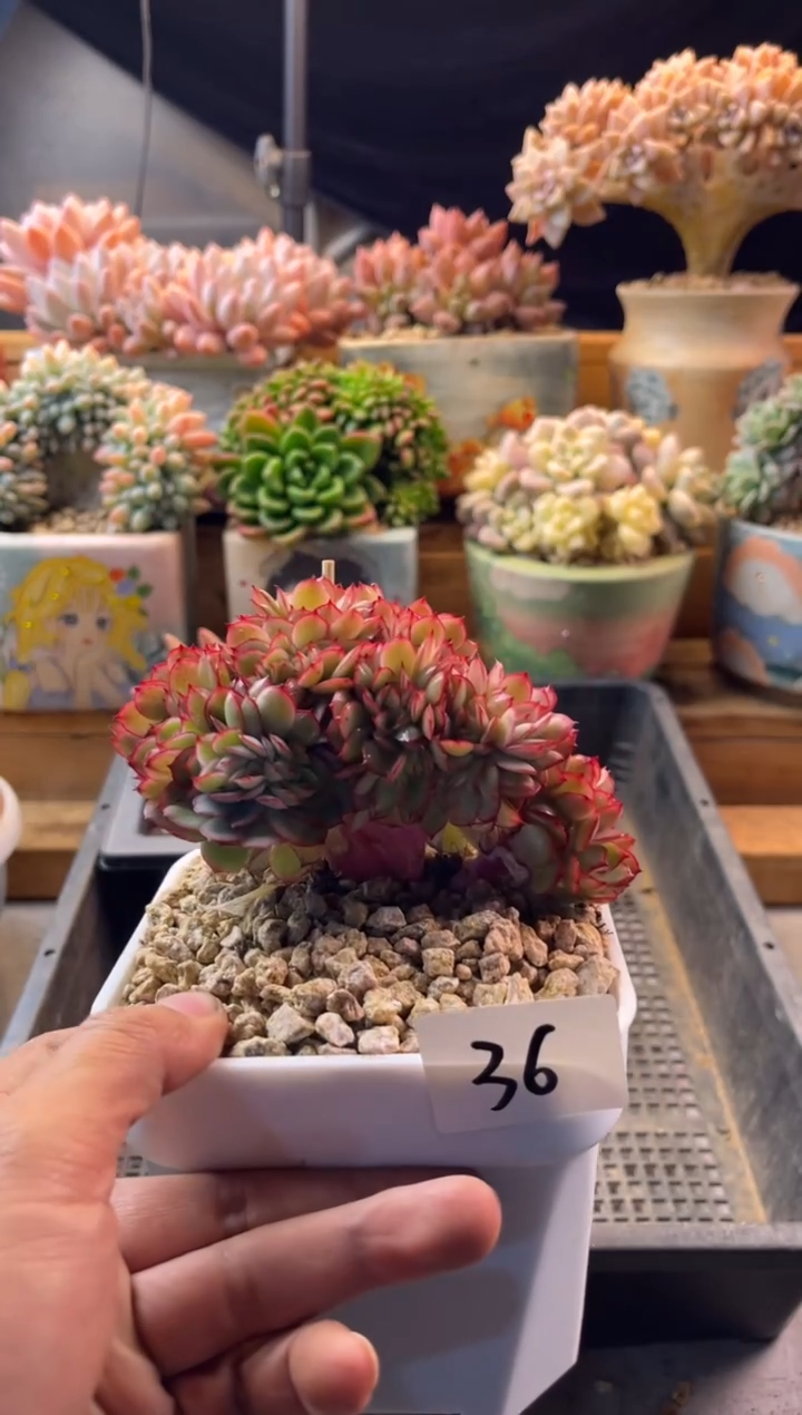 12.20-36牡丹亭缀化11111111