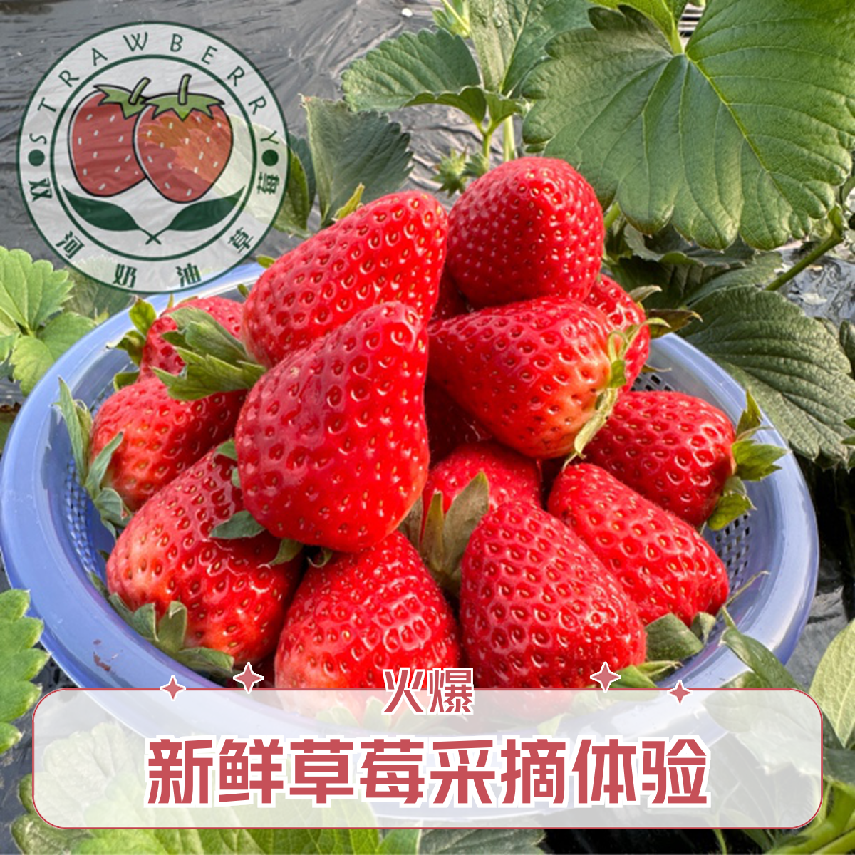 【双河草莓】陕西红颜九九奶油草莓/3斤