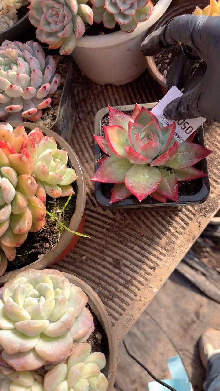 甜*甜跃跃精品多肉05018