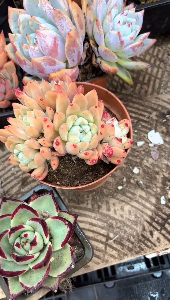 荔****栈阿迷洲多肉花卉08402