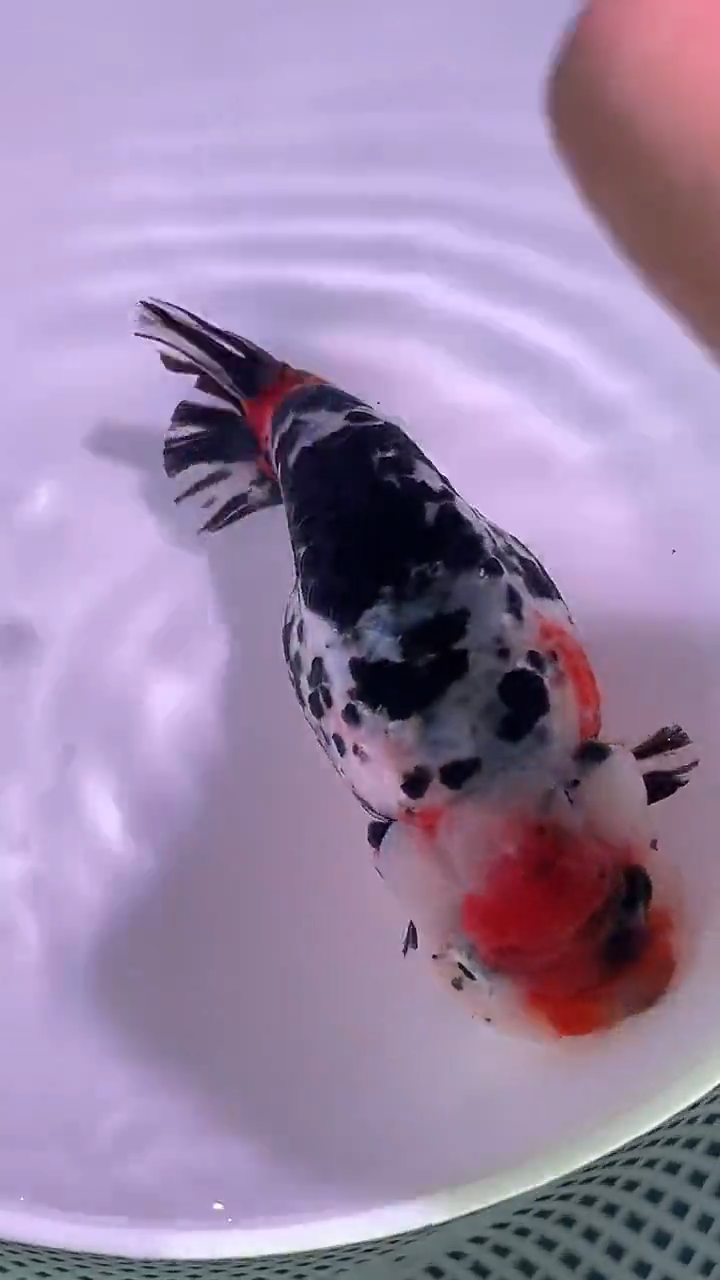 狮头鱼恋*尘兰寿金鱼一只