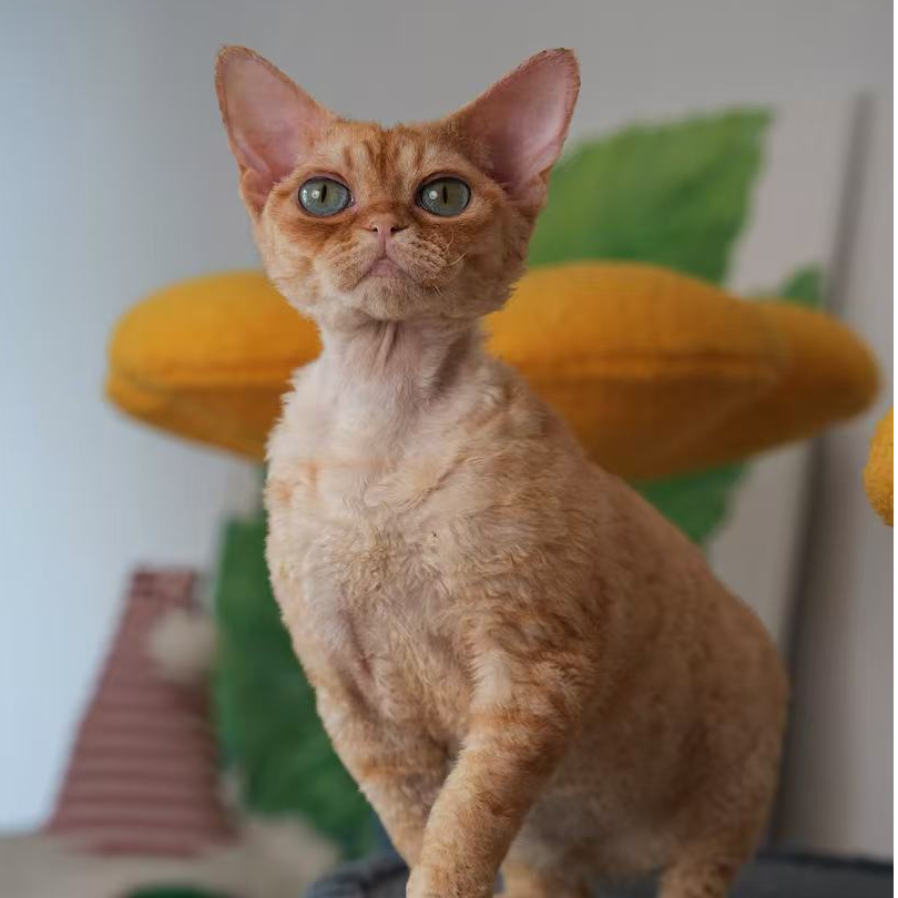 纯红色德文卷毛猫 福宝弟弟  赛级品相