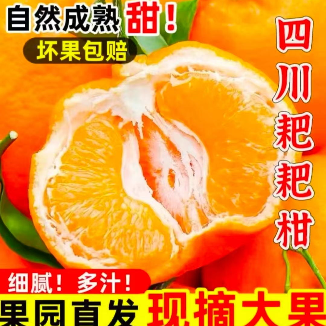 春见耙耙柑现摘现发产地直发嫩甜多汁
