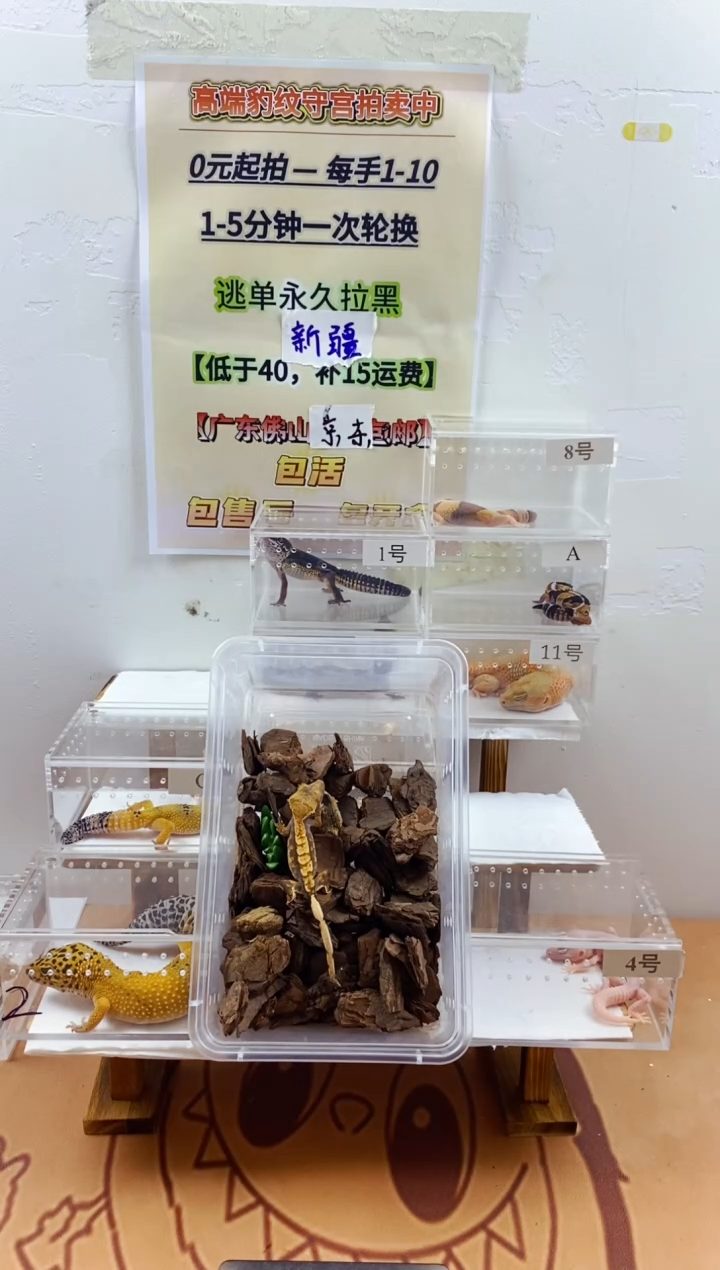 豹纹守宫豹纹守宫幼苗亚成体成体肥尾
