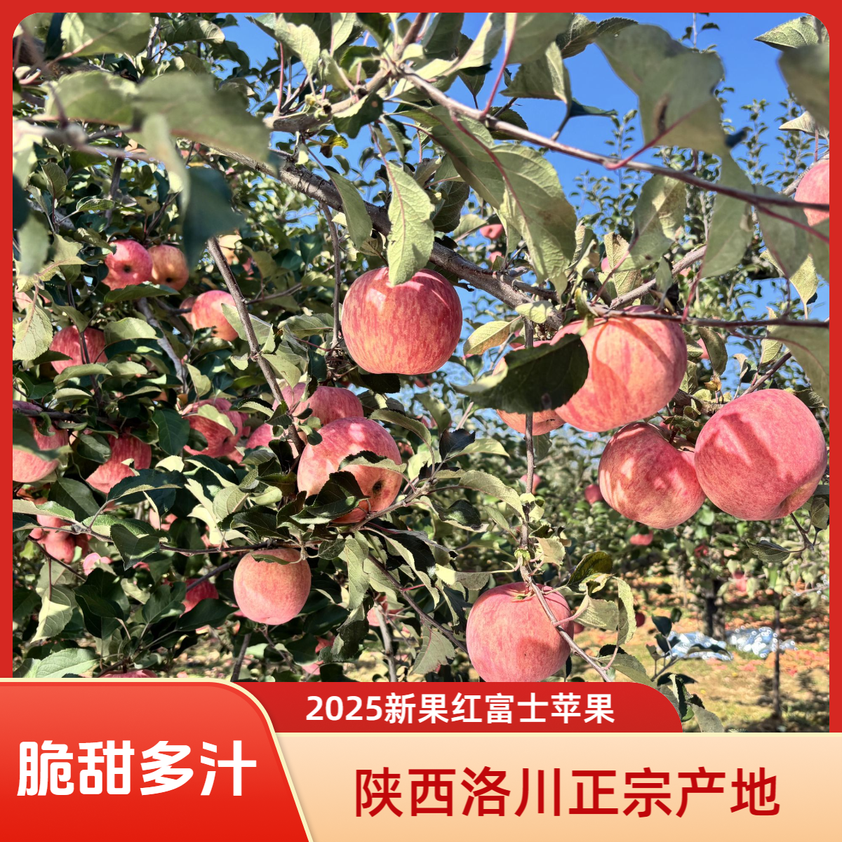 2025新果正宗陕西洛川晚熟红富士苹果带箱5斤应季鲜果脆甜多汁