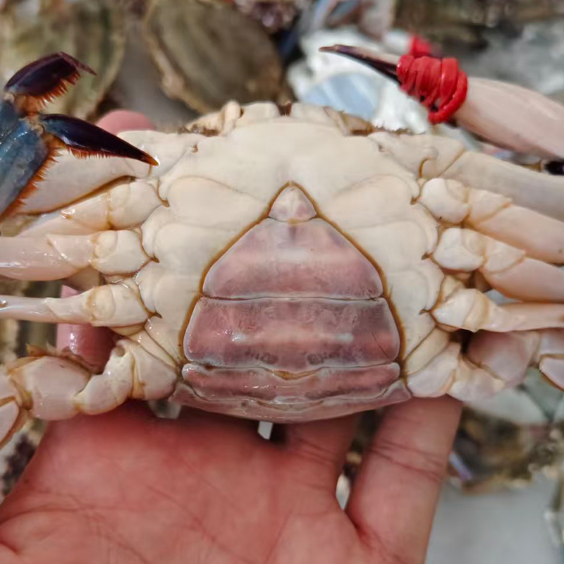 大号三点红母蟹2/3/4斤单只4两左右 一斤2-3个左右【保鲜不保活】