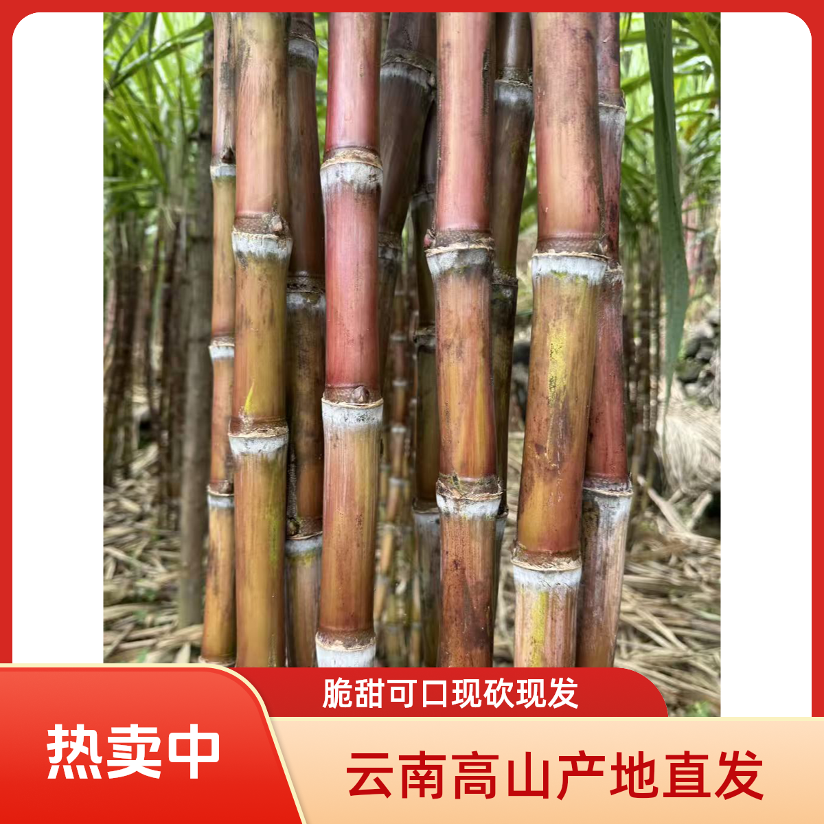 云南高山红皮脆皮甘蔗现砍现发产（偶有裂口介意勿拍）