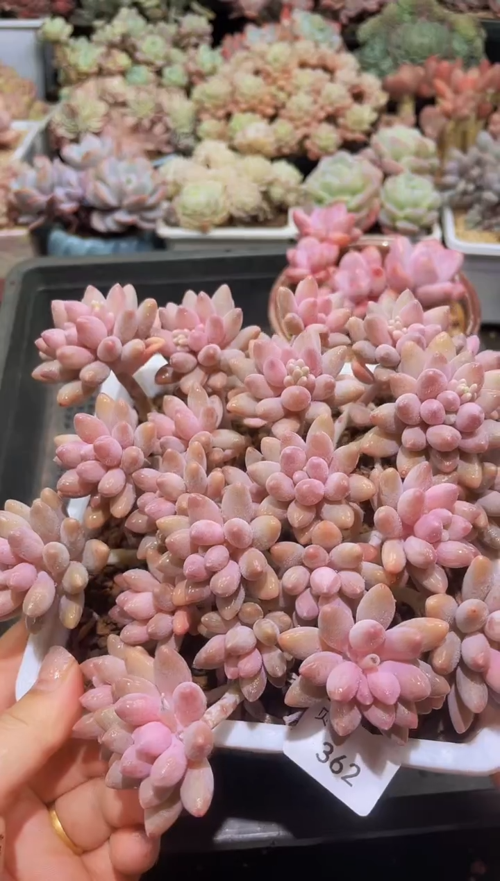 【闪购商品】362星戴露