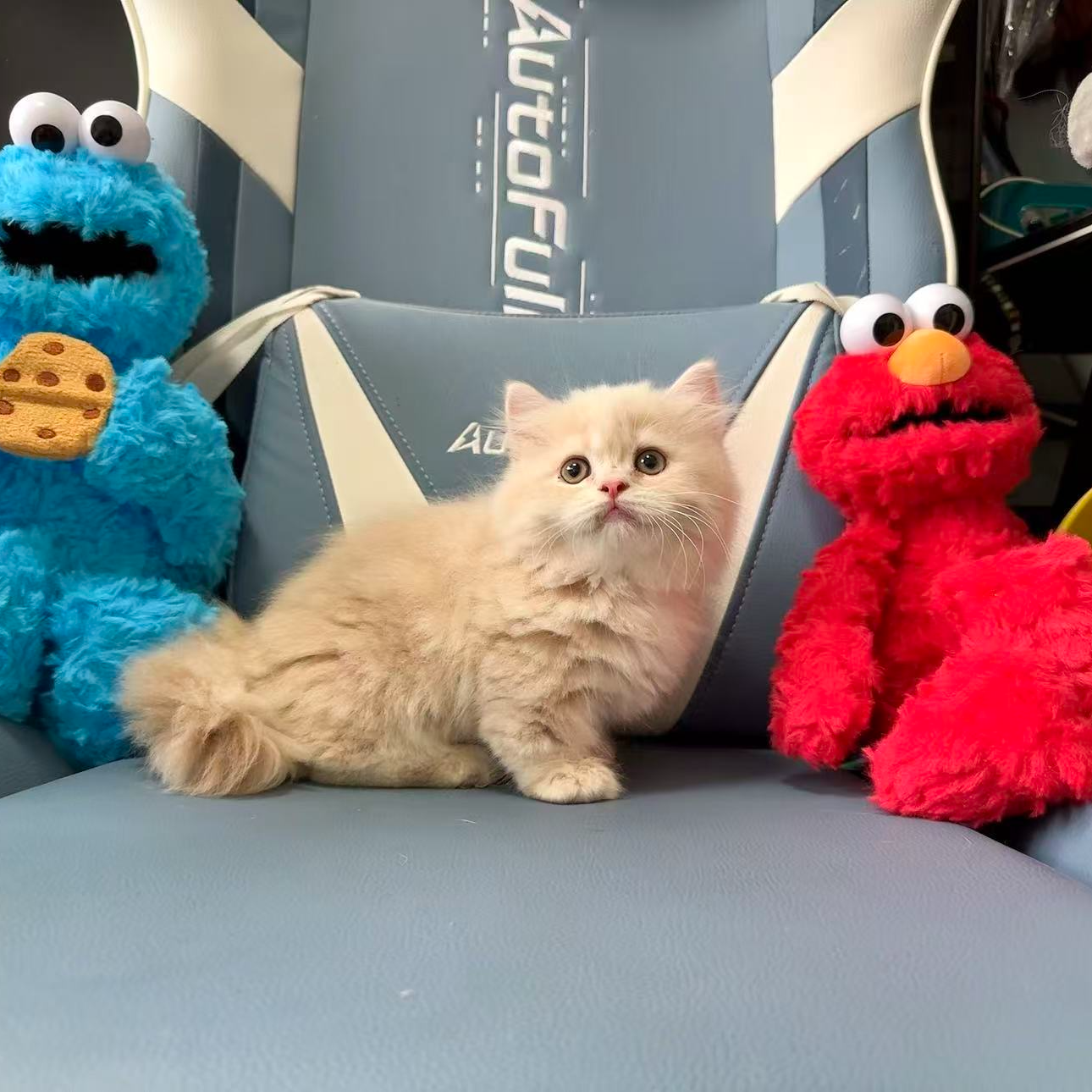（90后猫爸爸）T猫咪活体