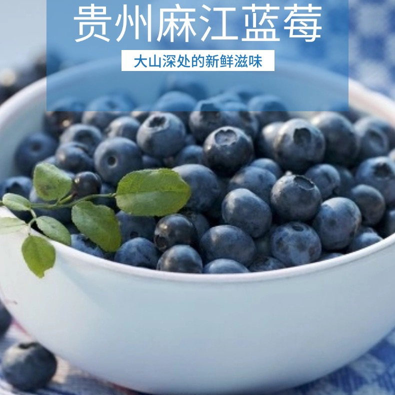 麻江高山蓝莓今日采摘贵州省