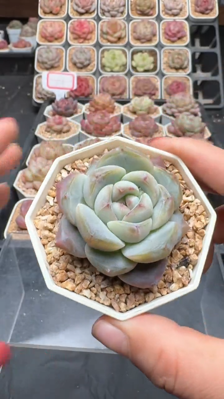 【闪购商品】851号珍妮多肉一物一拍3单包邮