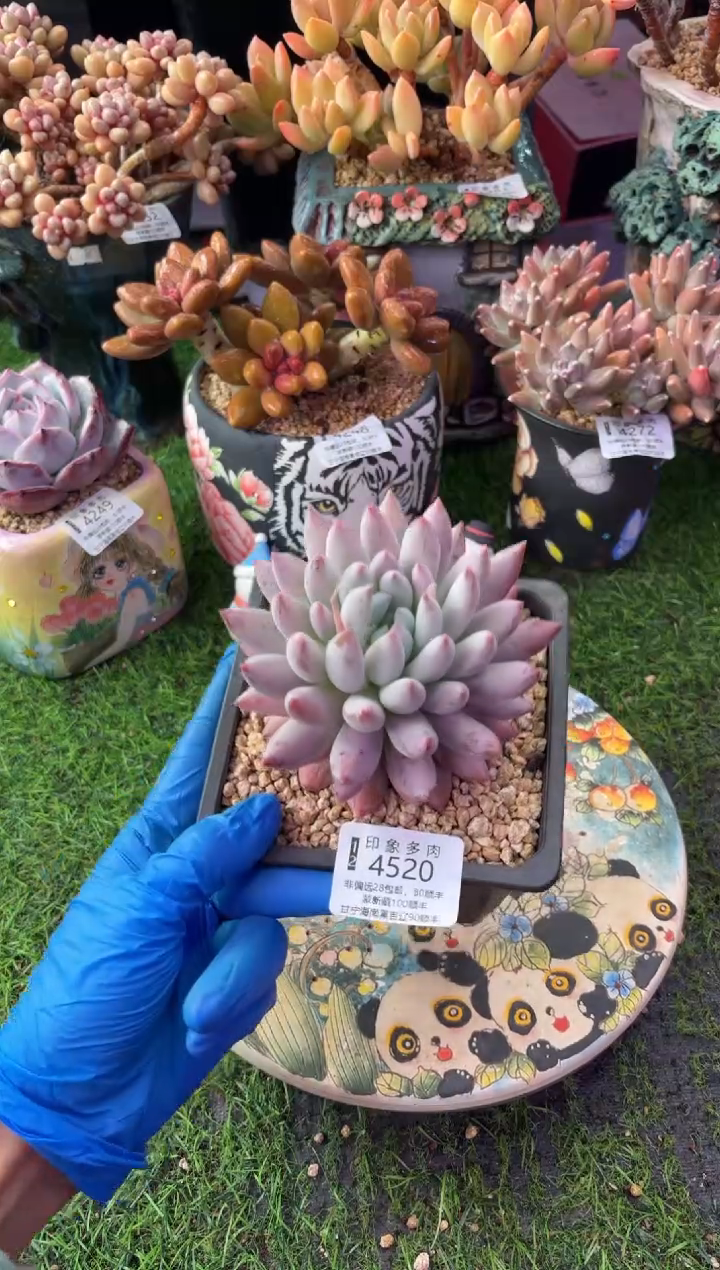 昆明印象多肉4520