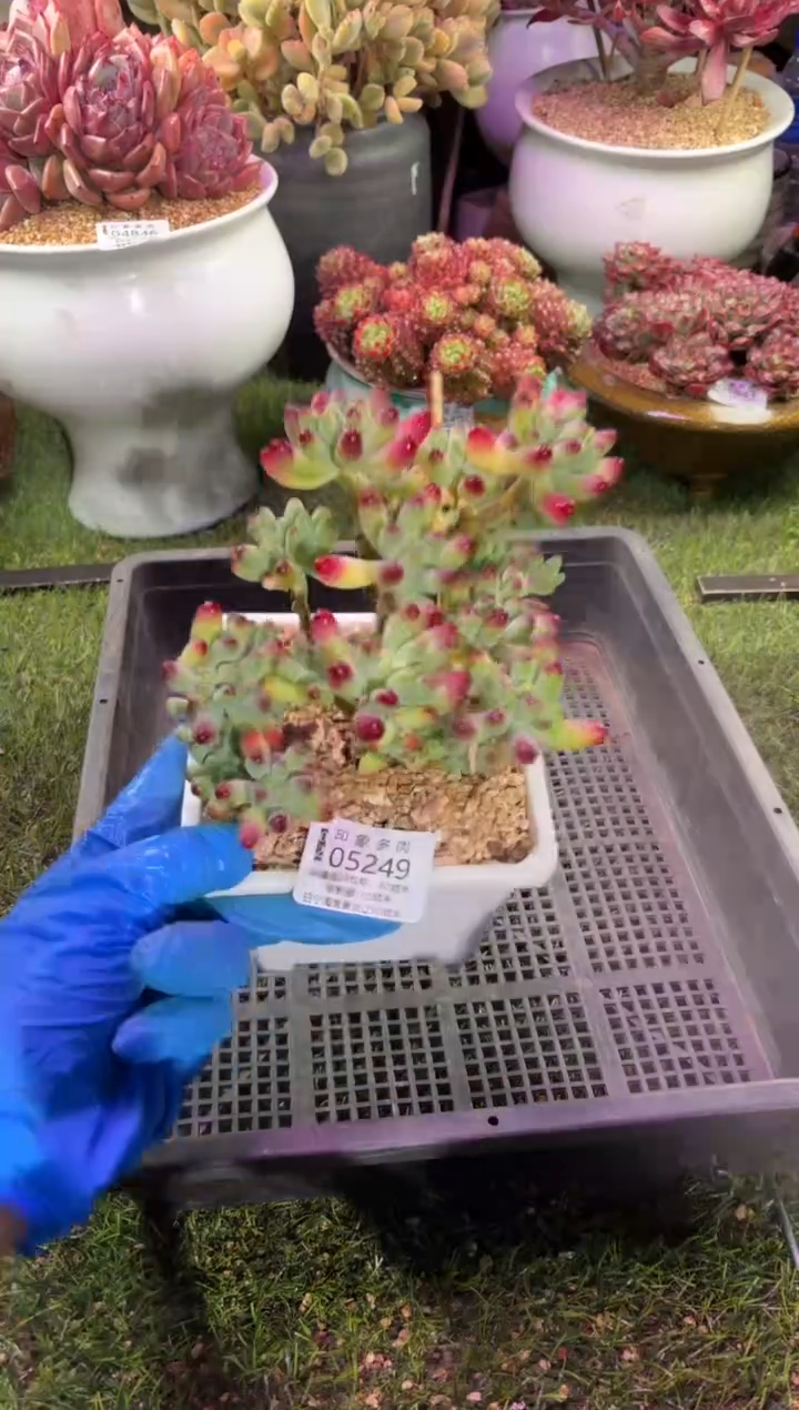 【闪购商品】05249