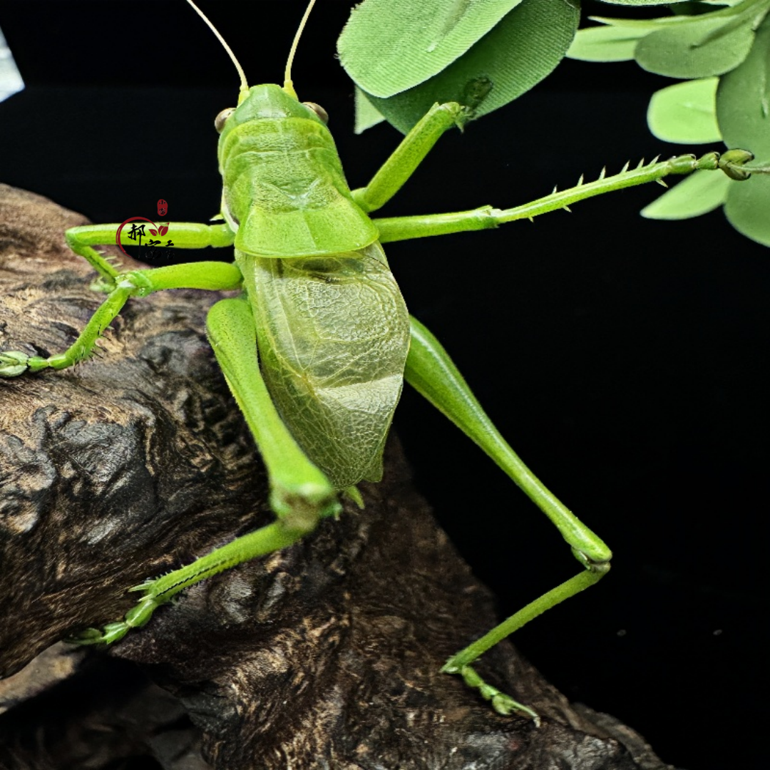 傅文斌天津翡翠绿蝈蝈