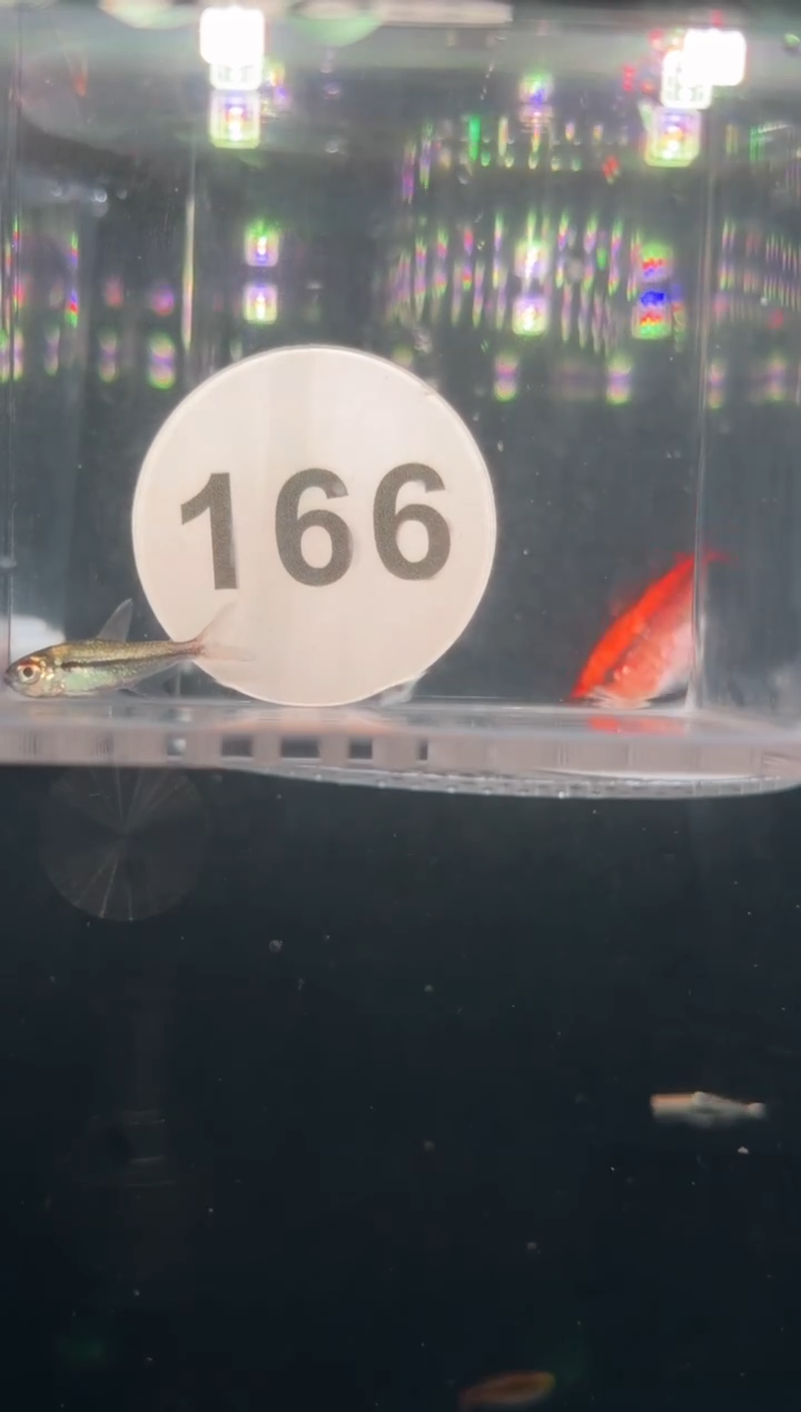 灯科鱼【166】畸形幻影三色灯