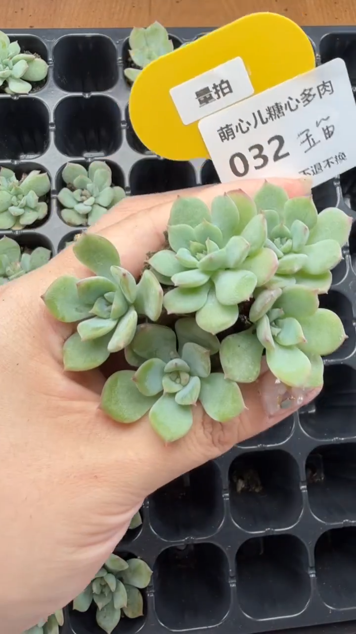 032 玉笛多肉5颗量拍