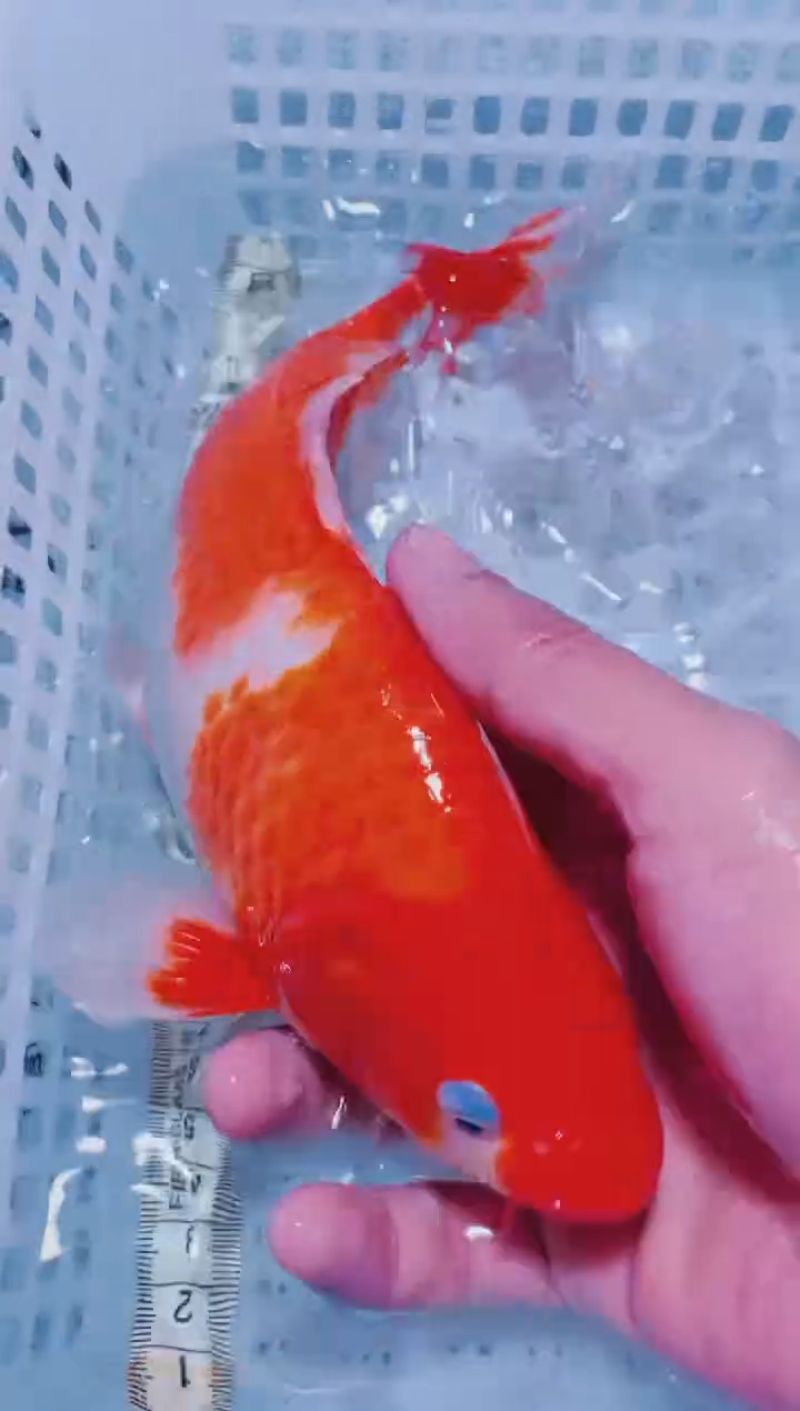 锦鲤血统锦鲤全场包邮43