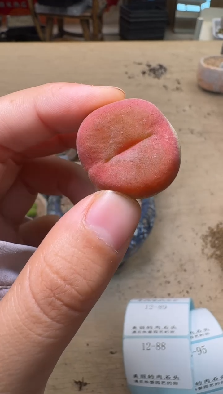 12-87多肉植物肉锥蟠桃