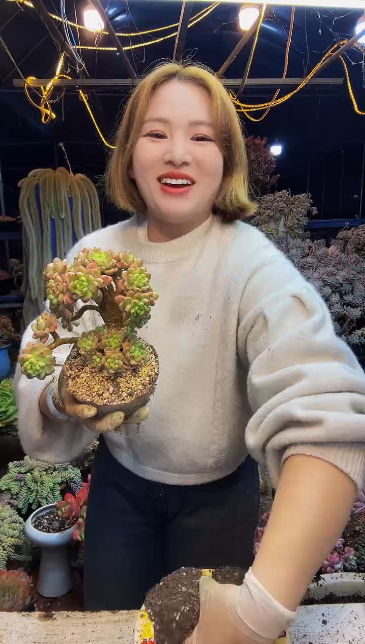 商****坊罗琦小树一物一拍脱土包邮