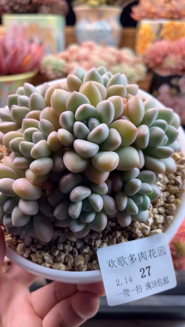 【闪购商品】2.14-27泡泡糖