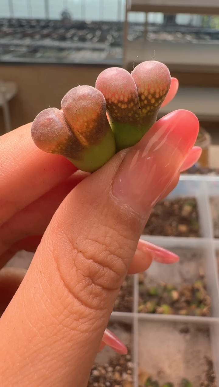  2-241多肉植物肉锥