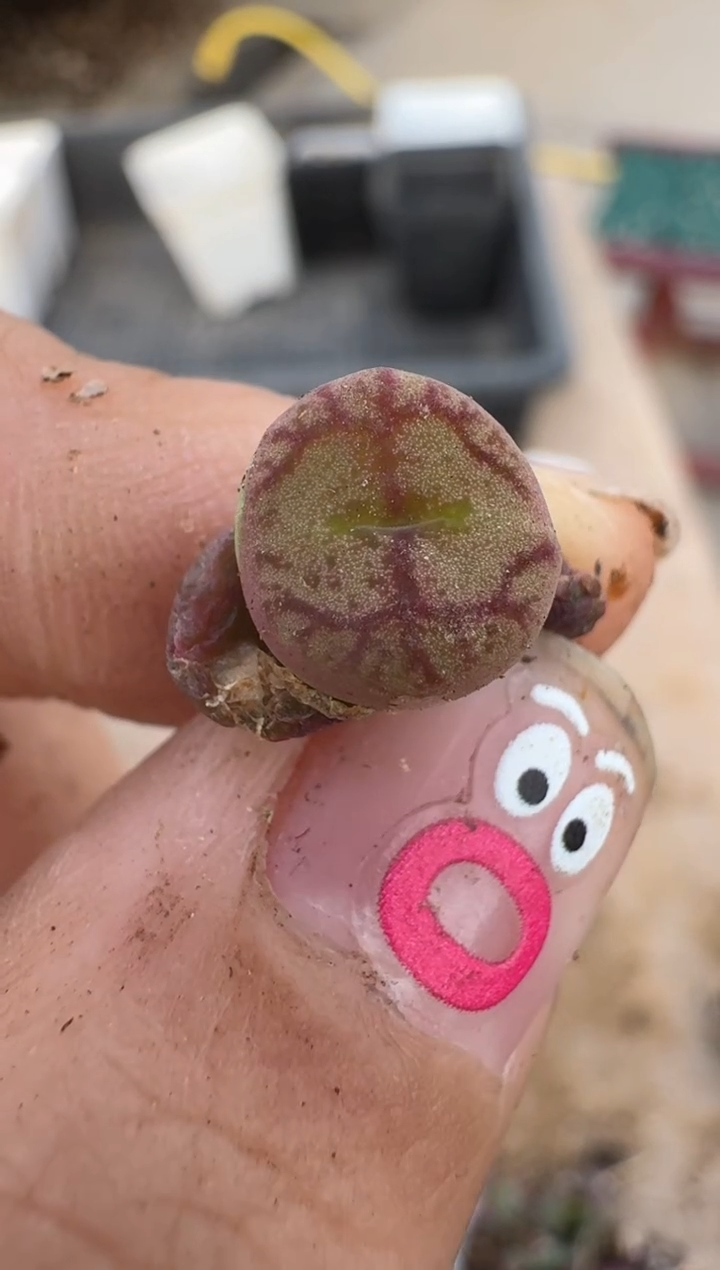 【闪购商品】16-179