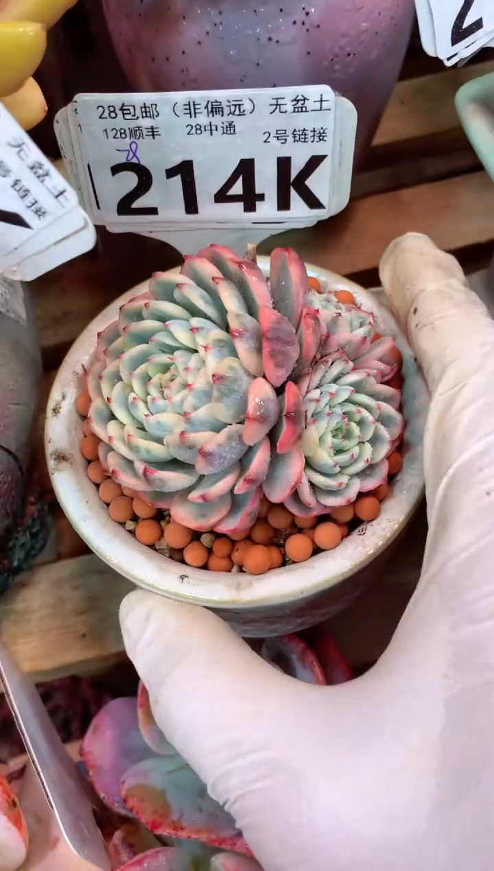 214K（一物一拍，精品多肉，所见即所得 ）