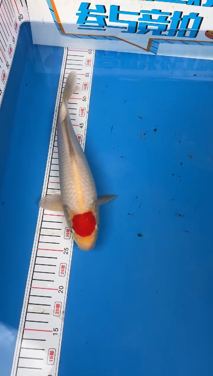 锦鲤大*鲸11号锦鲤鱼 丹顶 闪购