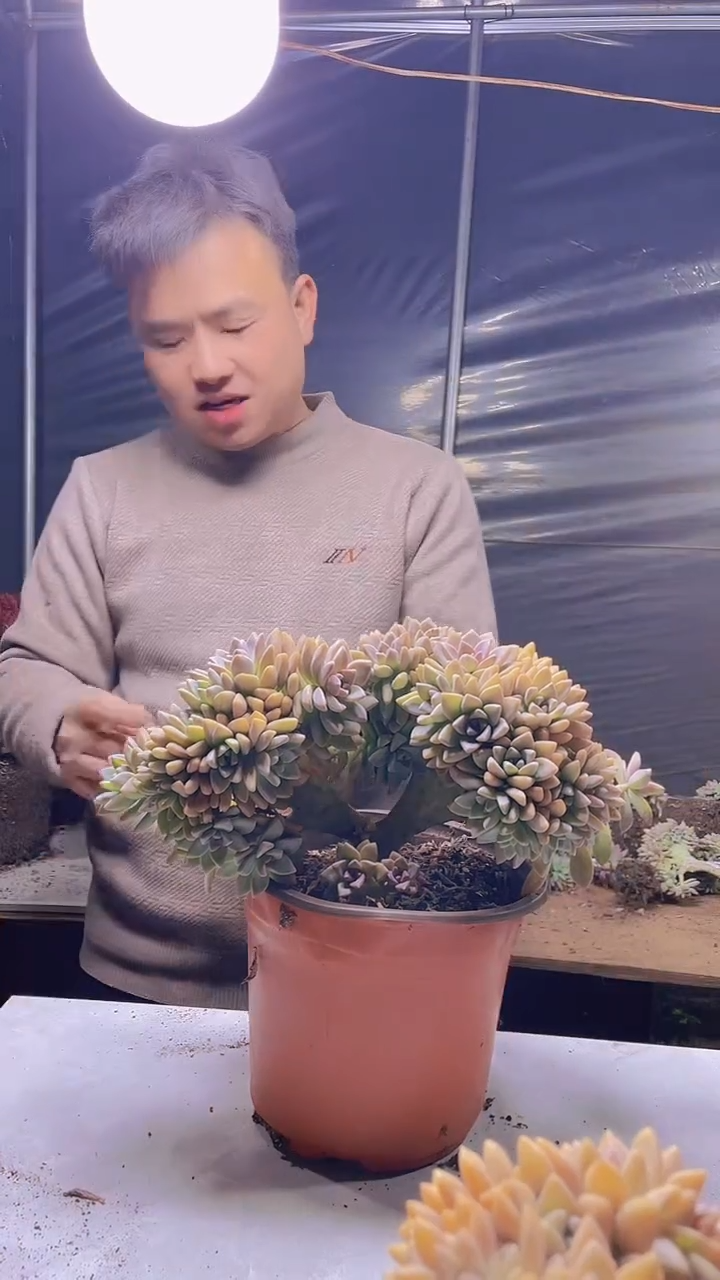 【闪购商品】缀化370