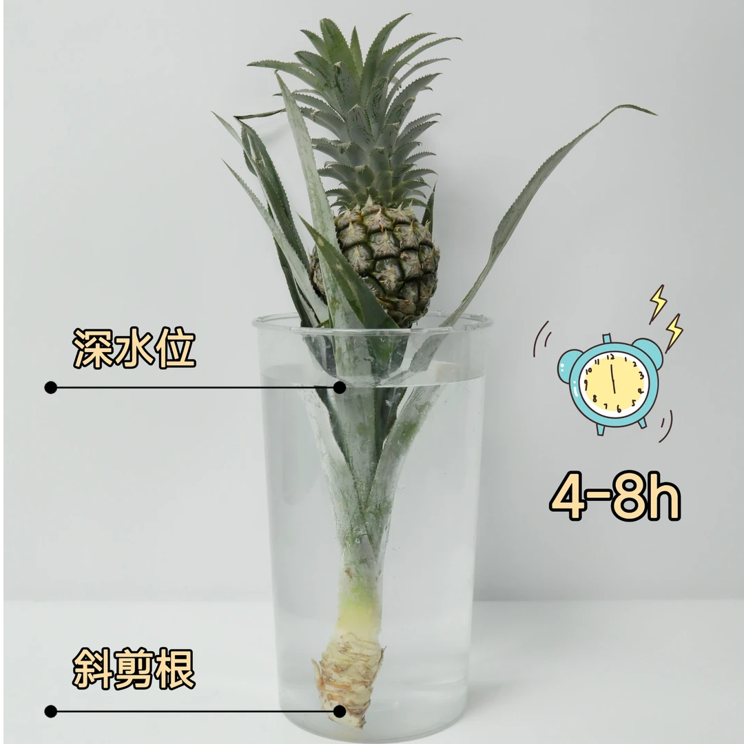 【全疆京东包邮】小菠萝一个鲜切花材