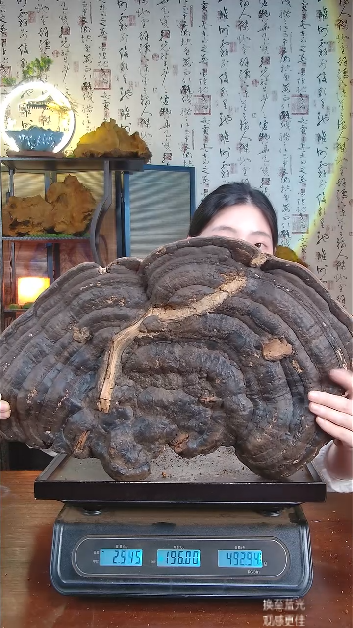 红缘拟层孔菌中国大陆【藏区 野生】红缘树舌（4.6斤）50-60年份