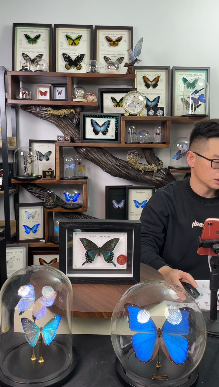 绿带翠凤蝶夏型【8寸黑框】-国风版