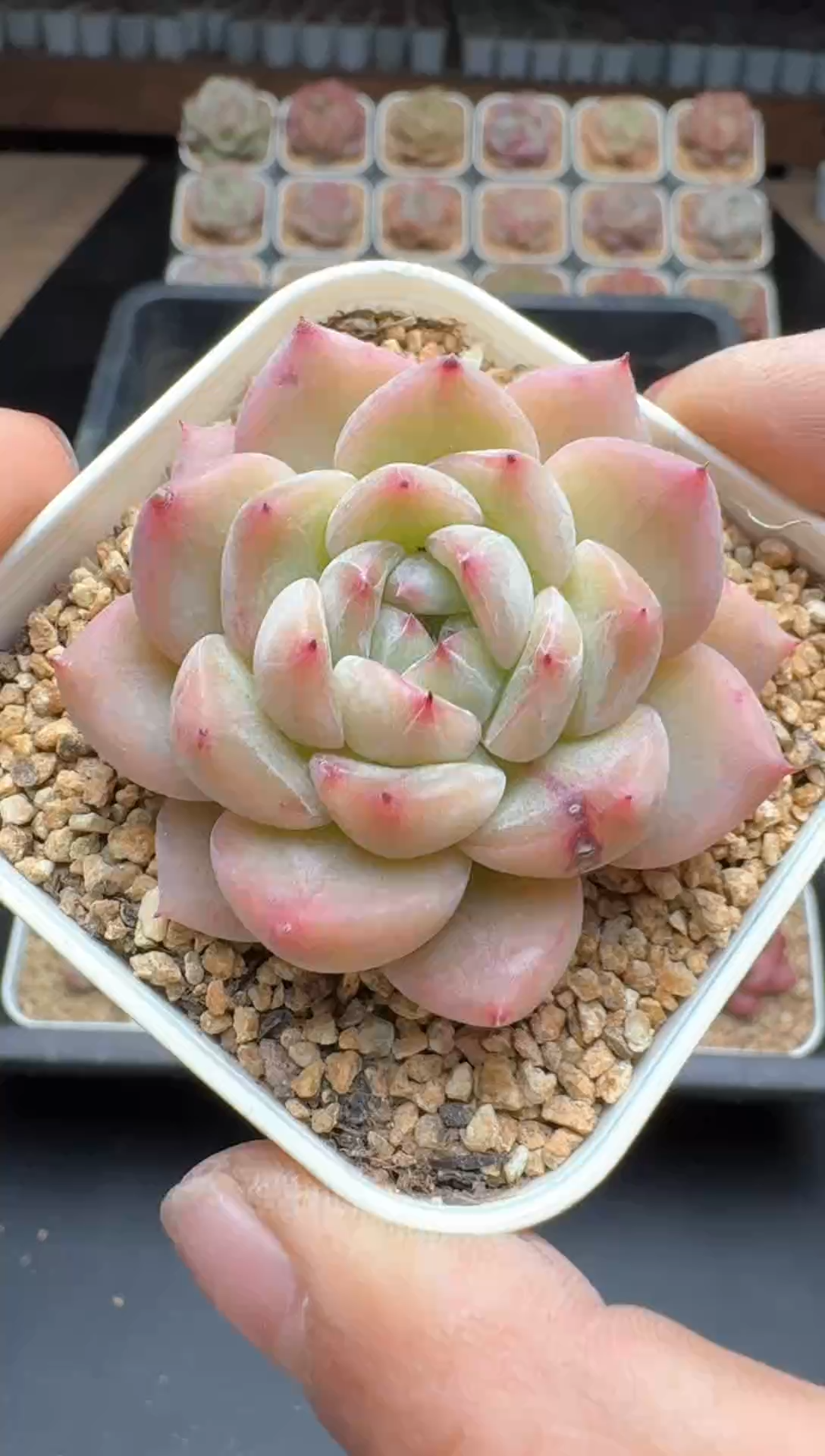 【闪购商品】757E号一物一拍多肉花卉植物3颗起发