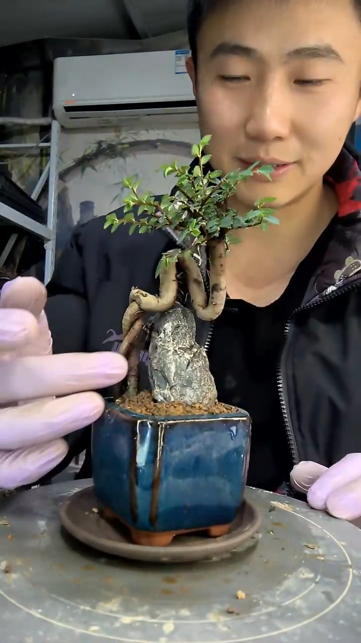 人****?中青园艺一物一拍花199