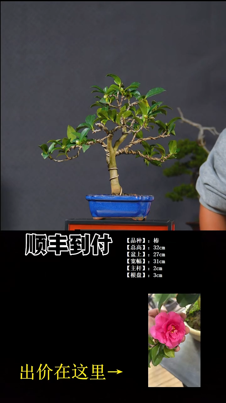 以实际为准茶梅buaboyou