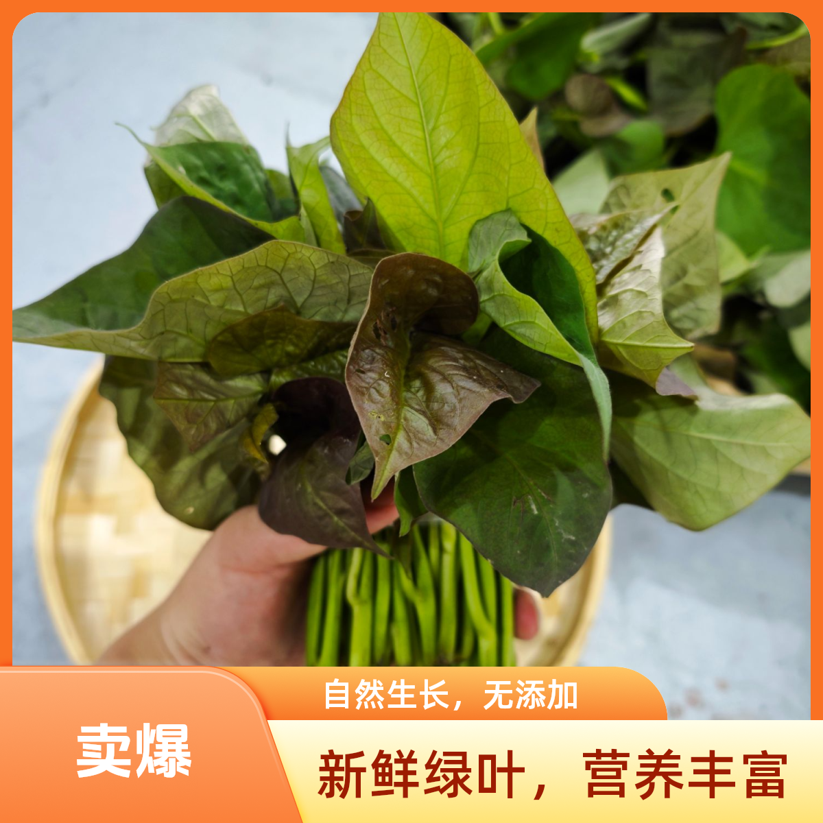 现摘新鲜红薯嫩头嫩尖嫩叶地瓜叶当季苕尖瓜藤地瓜苗蔬菜