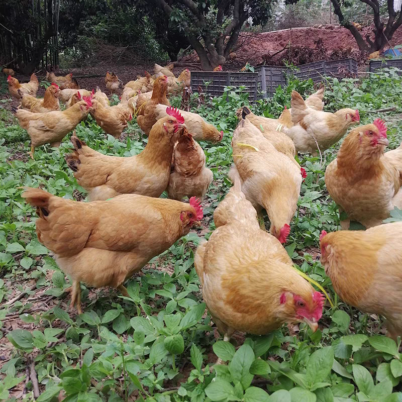宰杀农家散养土鸡肉