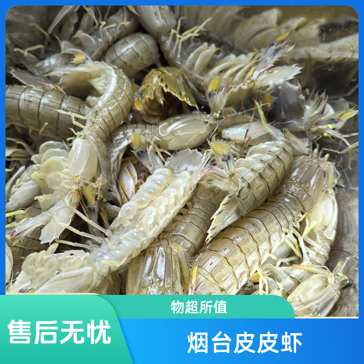 （充氧活发）烟台鲜活皮皮虾混发包鲜包肥不保活 顺丰