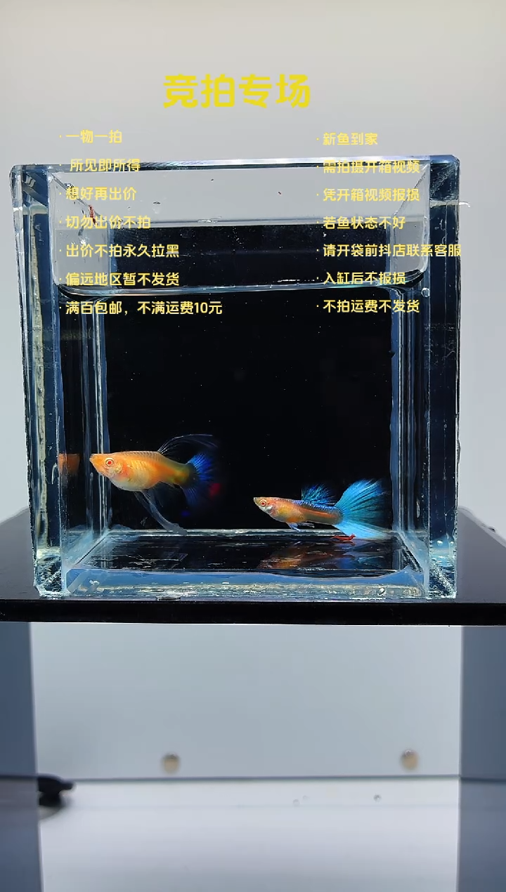 孔雀鱼蓝白绣球一对-42