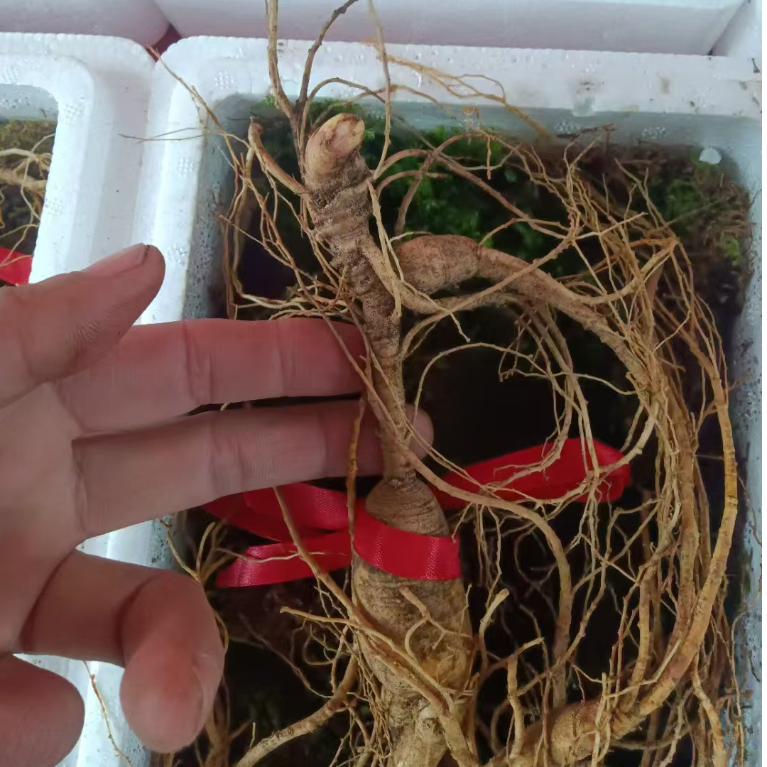 鲜参现挖现拍直播改价链接货品以直播实物为准