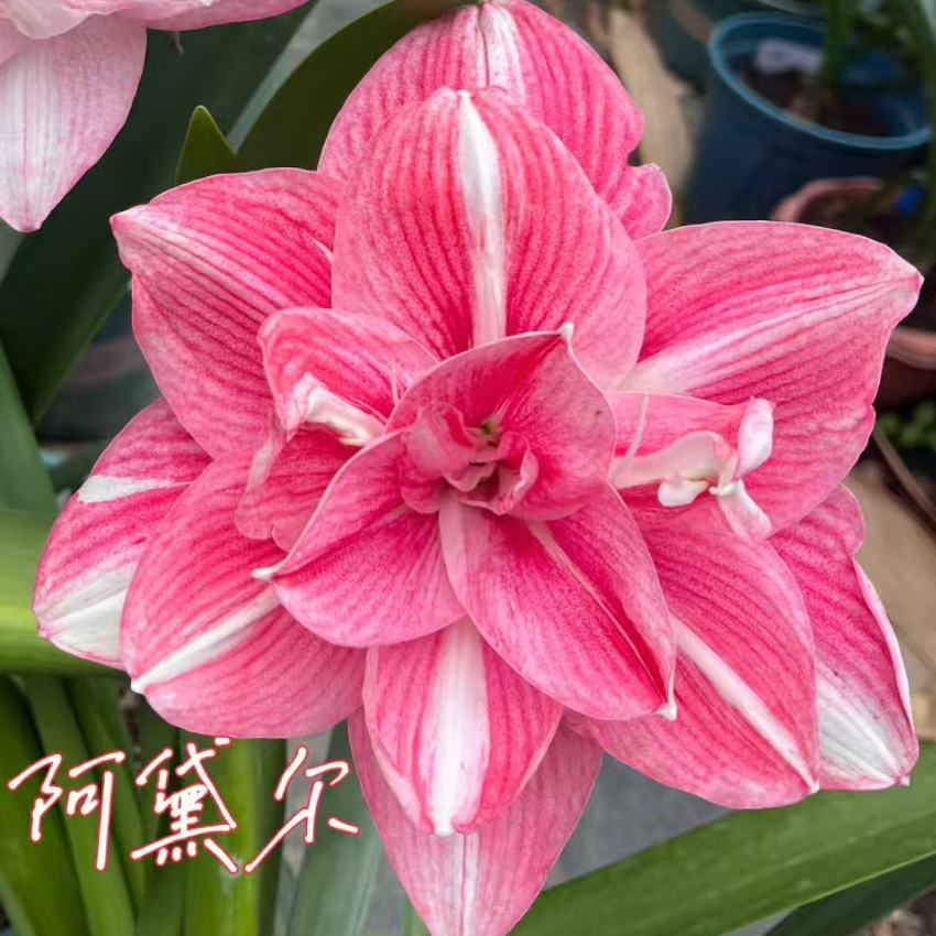 【阿黛尔】直播间讲解为准★朱顶红种球