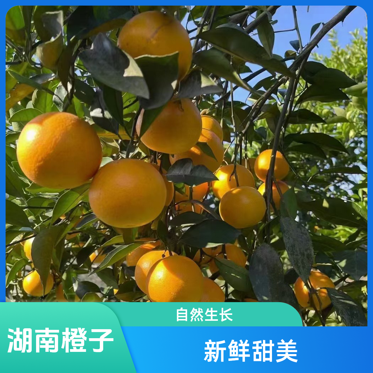 湖南麻阳怀橘一号甜橙冰糖橙自然成长包邮新鲜当季水果湖南特产