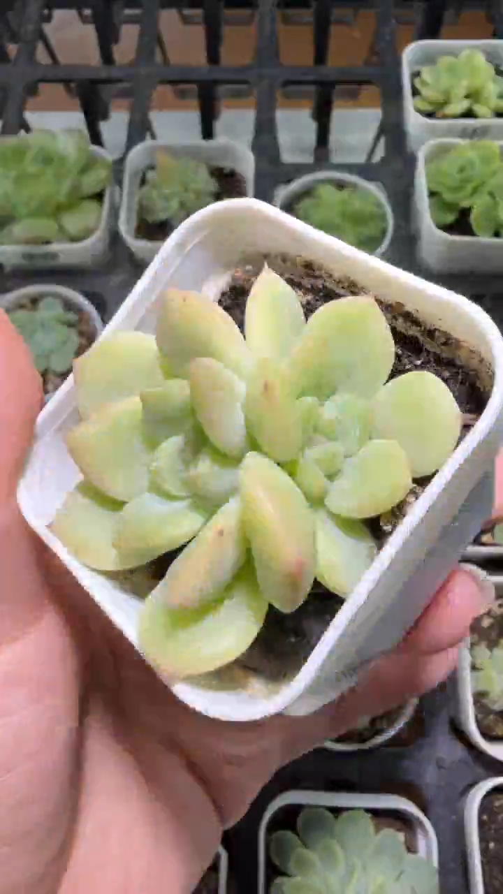 2970  T347多肉植物