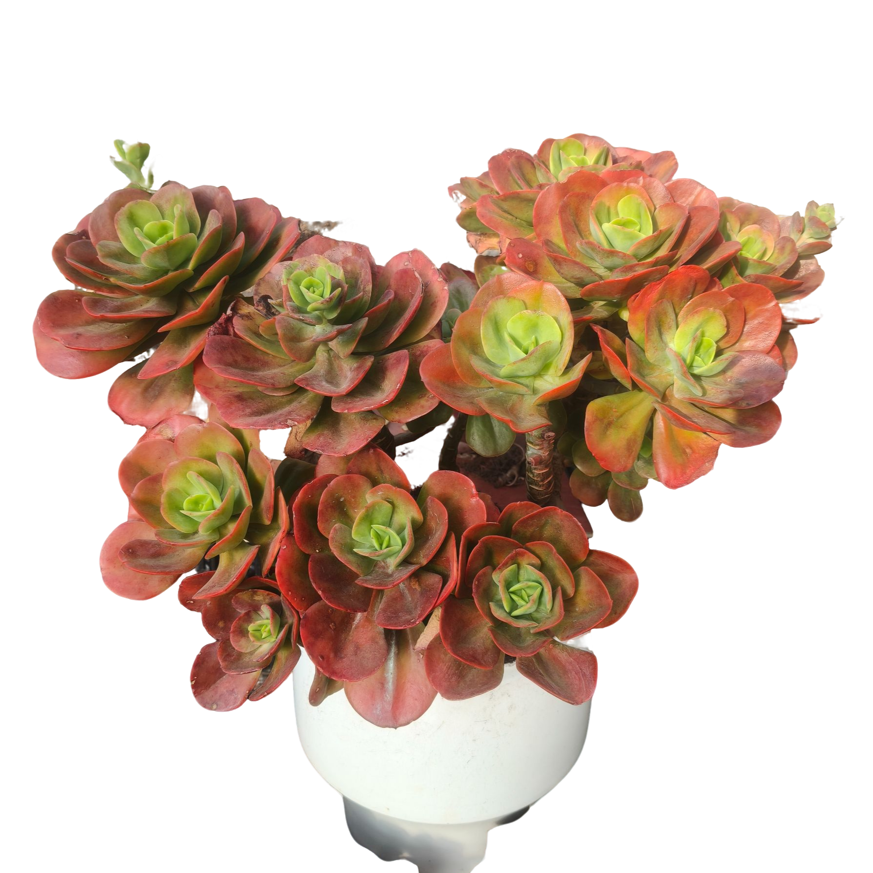 精品多肉 精品红梅