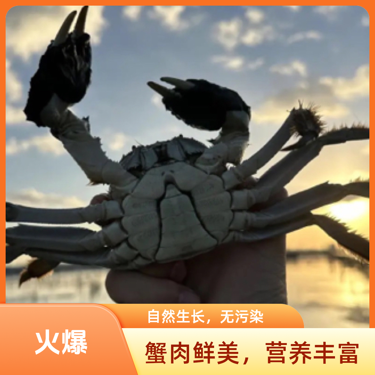 【公蟹】精品带膏大闸蟹1.6 - 1.9两/只